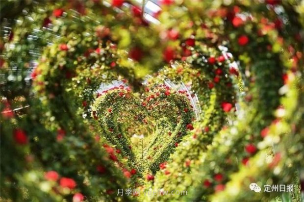 定州月季，2021年揚(yáng)州世界園藝博覽會(huì)斬獲大獎(jiǎng)！(圖3)