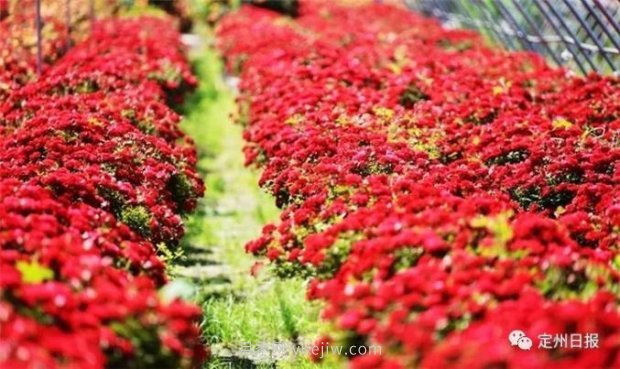 定州月季，2021年揚(yáng)州世界園藝博覽會(huì)斬獲大獎(jiǎng)！(圖4)