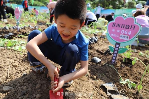漯河城管園林科研所，邀請400余位市民花田體驗栽花(圖2)
