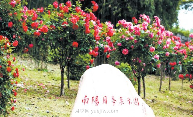 南陽月季變身武漢網(wǎng)紅，花中皇后香飄大江南北(圖2)