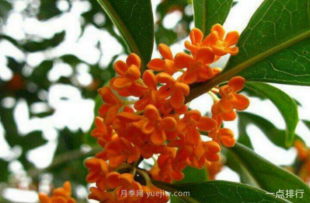 桂花哪個(gè)品種***名貴？名貴桂花品種排名(圖3)