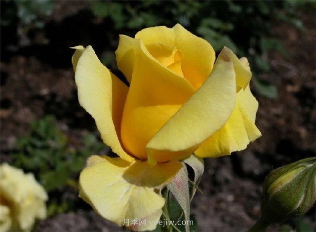 北京街頭萬千姿態(tài)的月季花，你喜歡哪一個(圖2)