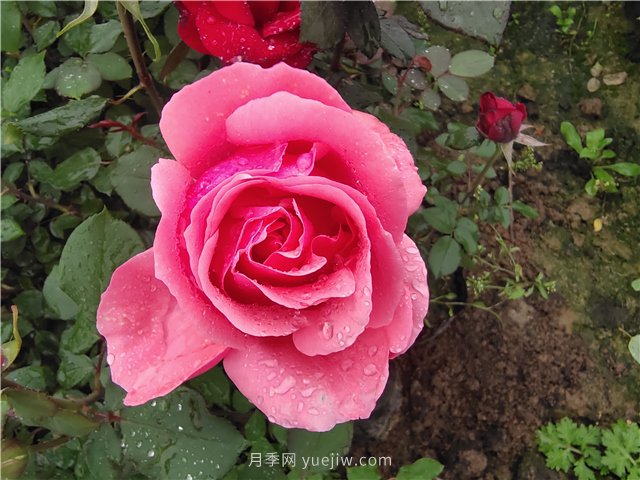 晚春唐詩(shī)玫瑰6首：折得玫瑰花一朵，憑君簪向鳳凰釵(圖1)