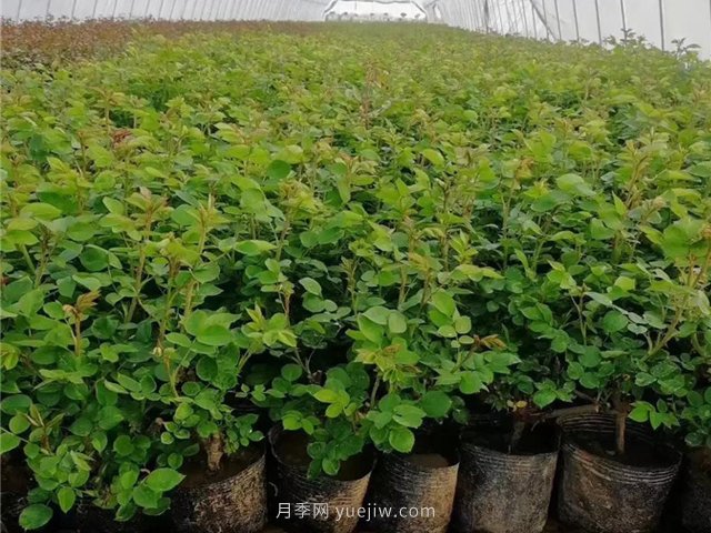 春天買(mǎi)的月季苗非常容易死掉，需要如何養(yǎng)護(hù)(圖1)