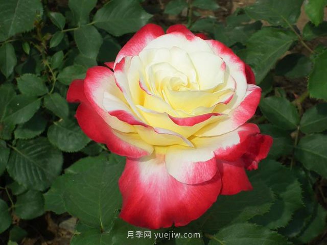 園林人須知夏季月季噴藥有五忌！(圖1)