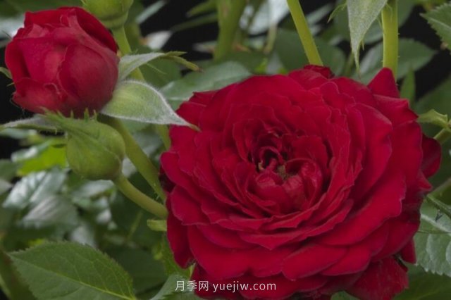 荷蘭陽臺系列月季35個品種大全(圖11)