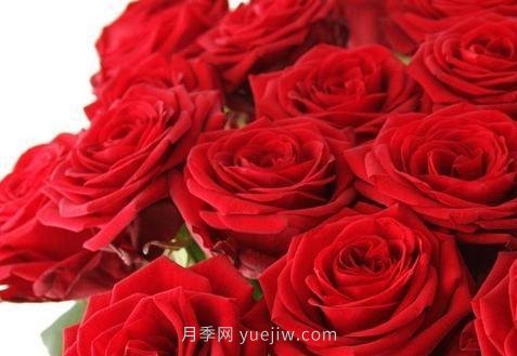 玫瑰、月季有區(qū)別？原來這么容易區(qū)分，一看就懂(圖1)