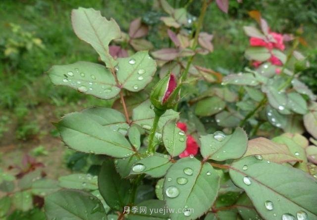 玫瑰、月季有區(qū)別？原來這么容易區(qū)分，一看就懂(圖6)