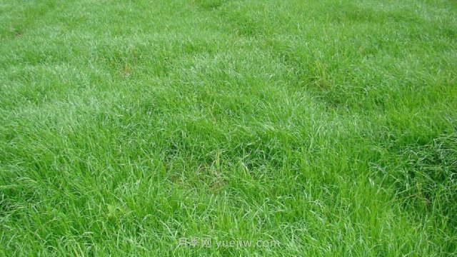 黑麥草種植技術和方法(圖1)