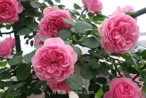 推薦花友必養(yǎng)的5大藤本月季和5大灌木月季品種，花美好養(yǎng)(圖4)