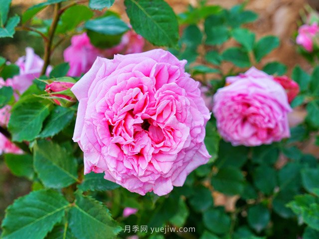 花卉打工人的基本素養(yǎng)，你掌握了嗎？(圖2)