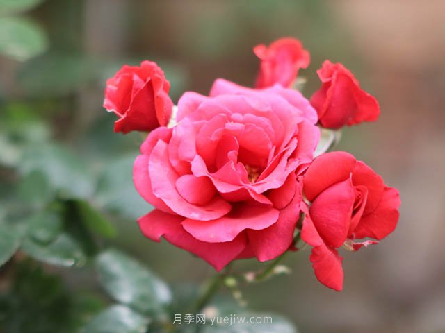 月季夏季修剪注意事項(xiàng)(圖1)