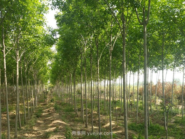 園林綠化中幾種常見(jiàn)速生苗木的發(fā)展趨勢(shì)(圖1)