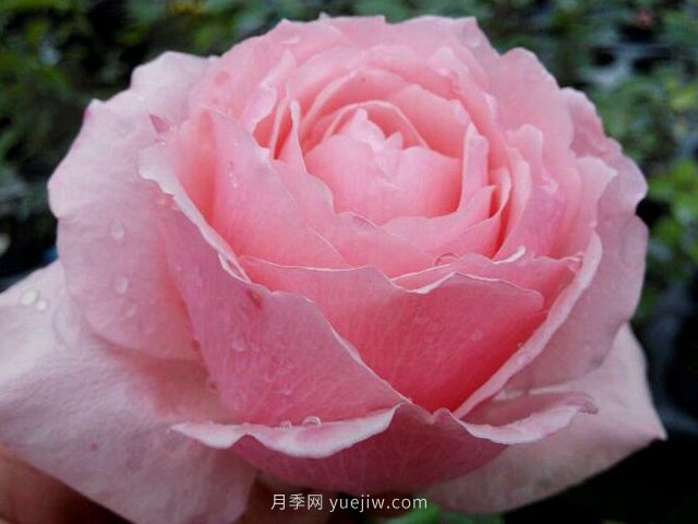 迷人的罩杯月季的優(yōu)缺點(diǎn)是什么？(圖1)