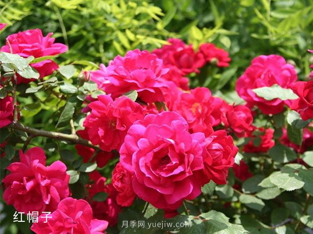 什么情況下可以占用永久基本農(nóng)田？補(bǔ)劃有什么要求？(圖1)