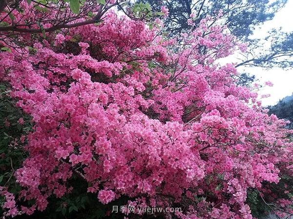 各地賞花經(jīng)濟(jì)興起，這些月季苗木又火了一把(圖2)