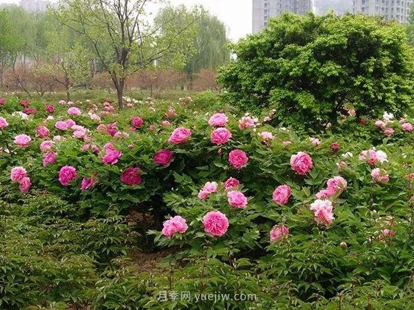 各地賞花經(jīng)濟(jì)興起，這些月季苗木又火了一把(圖4)