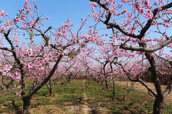 各地賞花經(jīng)濟(jì)興起，這些月季苗木又火了一把(圖1)