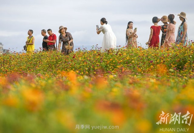 永州道縣悅游花海 百日菊進入盛花期(圖3)