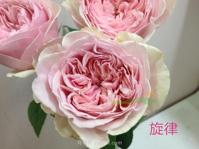 花型漂亮，8個(gè)友禪系列月季推薦(圖3)