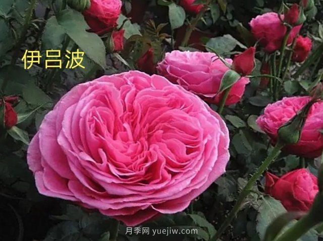 花型漂亮，8個(gè)友禪系列月季推薦(圖2)