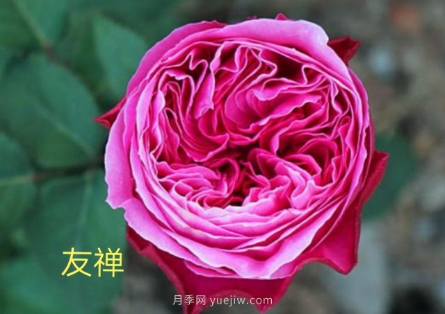 花型漂亮，8個(gè)友禪系列月季推薦(圖1)