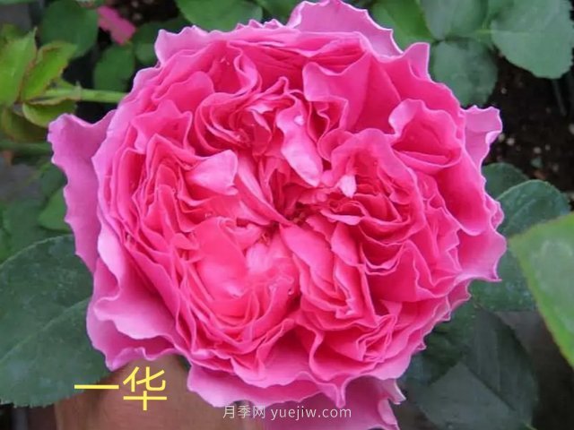 花型漂亮，8個(gè)友禪系列月季推薦(圖7)