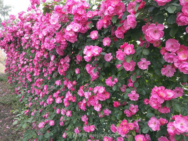 推薦3種爬藤月季，花園里輕松打造漂亮花墻(圖1)
