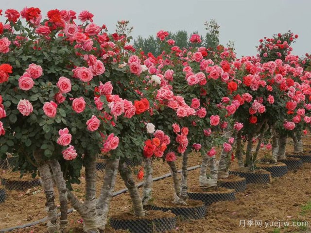 月季花可以嫁接在哪些樹？(圖1)