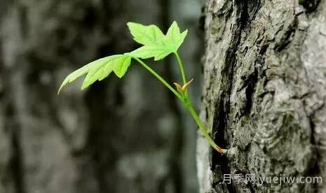 全面的園林苗木種植技術(shù)！值得收藏！(圖1)