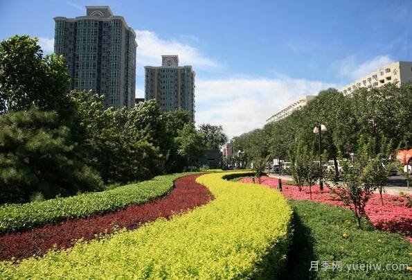 全面的園林苗木種植技術(shù)！值得收藏！(圖5)
