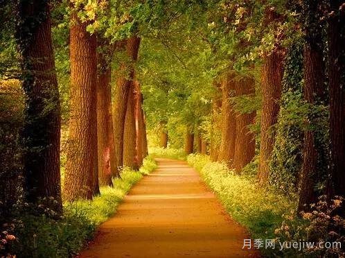 全面的園林苗木種植技術(shù)！值得收藏！(圖8)