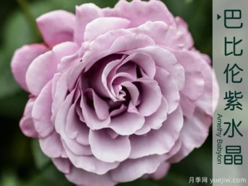 不要在死盯著微型月季了，5個大花微月