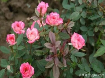 微型月季該怎樣施肥澆水呢，一起來看下吧