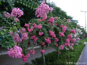 紫薇樹什么時(shí)候移栽比較好？最佳時(shí)間