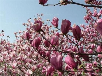 紫玉蘭種子多少錢一斤？紫玉蘭播種方法