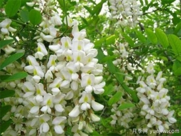 槐花是國槐開的花嗎？能不能吃？