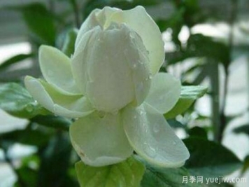 梔子花有哪些品種，梔子花品種圖片大全