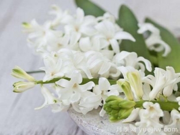 不同顏色的風(fēng)信子花語(yǔ)