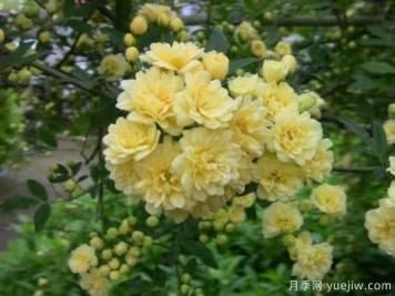 黃木香號(hào)稱開花勞模，耐寒耐熱養(yǎng)護(hù)簡單