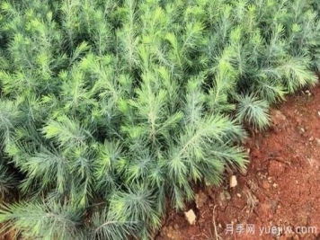 雪松和白皮松要如何區(qū)分？
