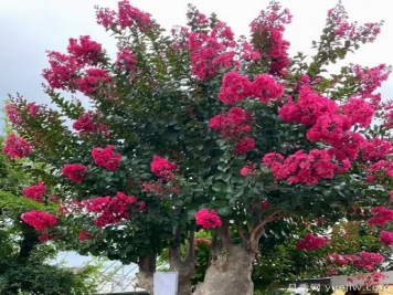 紫薇，花灌木中的頂流，怎樣做才更有價(jià)值