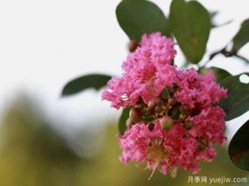 誰(shuí)說(shuō)花無(wú)百日紅？紫薇就是與眾不同