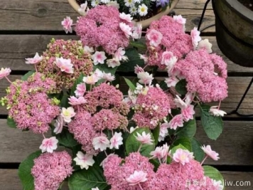 盆栽繡球花注意這6個要素，年年復(fù)花，比月季少患病