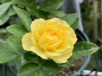 金絲雀，黃花月季中的王中王，美麗漂亮常年開花不停歇