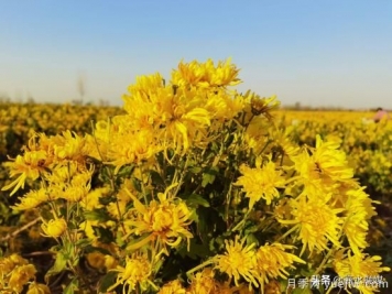 周口商水：小菊花開(kāi)成鄉(xiāng)村振興“黃金花”