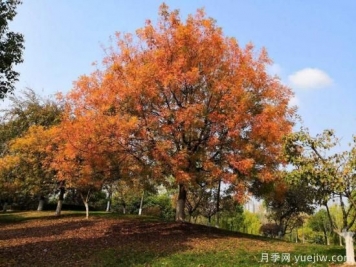黃連木適合什么地區(qū)種植，北方可以種植嗎？
