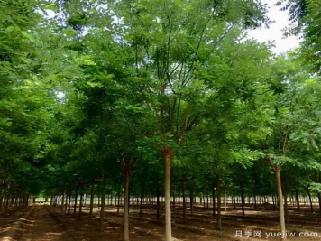 鄉(xiāng)土樹種為什么火？