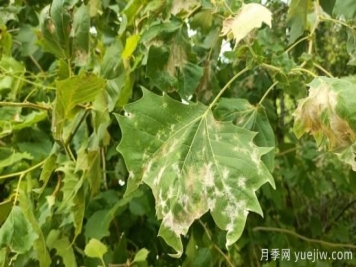 法桐葉片皺縮泛白，多是它惹下的禍