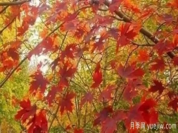 深度分析彩葉樹種的種類、配置原則和應(yīng)用